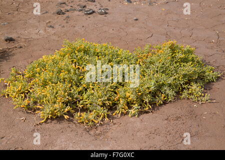 Eine saftige Tetraena Fontanesii rund um salzig Pools, Lanzarote. Stockfoto