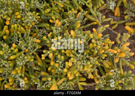 Eine saftige Tetraena Fontanesii rund um salzig Pools, Lanzarote. Stockfoto