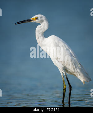 Kleiner Reiher stehen in den Gewässern der Jamaica Bay Wildlife Refuge, Queens, New York Stockfoto