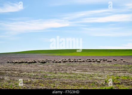 Herde der Schafe grasen auf der Weide in einem schönen Frühlingstag Stockfoto