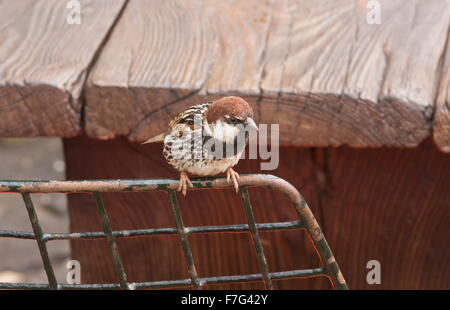 Spanische Sperling, Passer Hispaniolensis thront; Lanzarote. Stockfoto