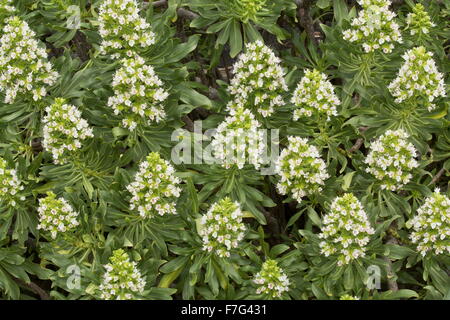 Eine endemische Bugloss, Echium Famarae auf Lanzarote. Stockfoto