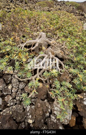 Alten Balsam Wolfsmilch Strauch, Euphorbia Balsamifera auf Lava, Nordost-Lanzarote. Stockfoto