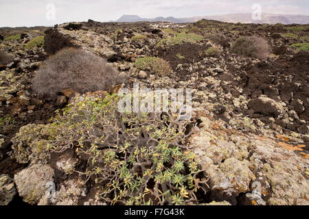 Alten Balsam Wolfsmilch Strauch, Euphorbia Balsamifera auf Lava, Nordost-Lanzarote. Stockfoto