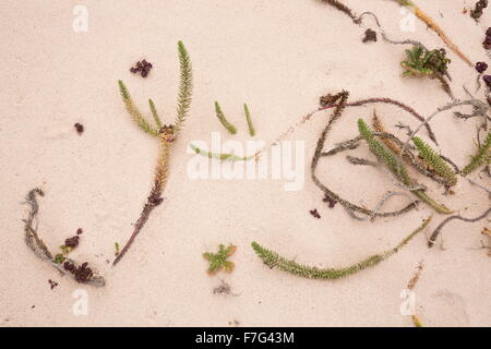 Meer-Wolfsmilch, Euphorbia Paralias wachsen auf Küsten Sand, Lanzarote. Stockfoto