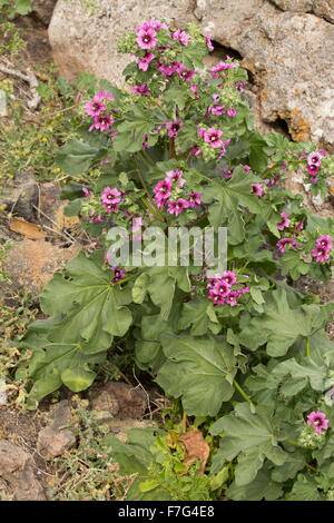 Baum-Malve oder Baum-Malve, Malva Arborea, in Blüte. Stockfoto