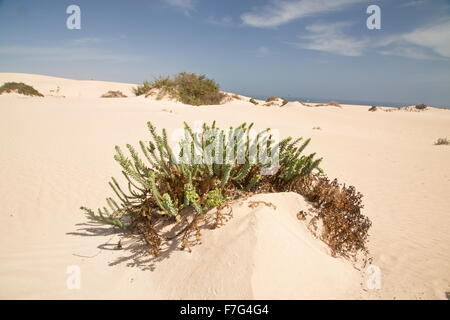 Meer-Wolfsmilch auf den Sanddünen des Parque Natural de Las Dunas de Corralejo, Fuerteventura Stockfoto