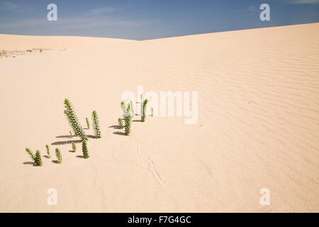 Meer-Wolfsmilch auf den Sanddünen des Parque Natural de Las Dunas de Corralejo, Fuerteventura Stockfoto