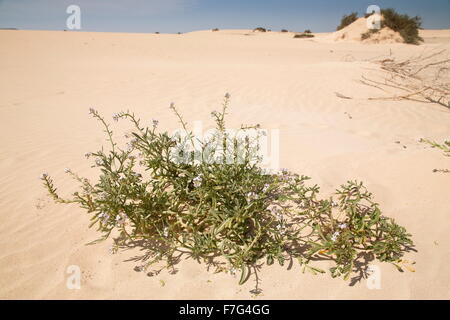 Meer-Rakete, Cakile Maritima an der Küste des Parque Natural de Las Dunas de Corralejo, Fuerteventura Stockfoto