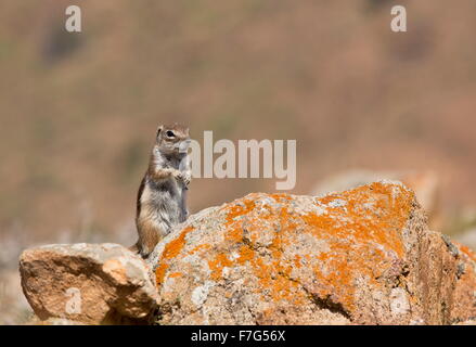 Barbary Grundeichhörnchen, Atlantoxerus Getulus; nordafrikanische Arten eingebürgert in Fuerteventura Stockfoto