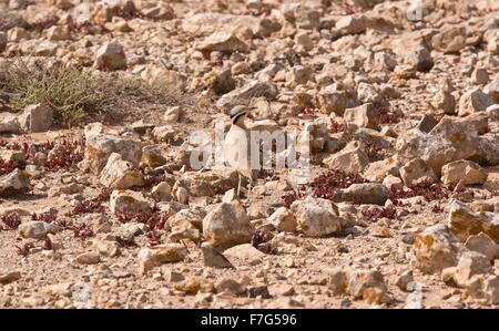 Cremefarbene Renner, Cursorius Cursor in steinigem Gelände auf den Ebenen von Tindaya, West-Fuerteventura. Stockfoto