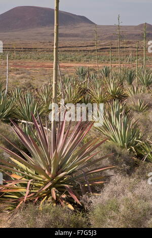 Alte Plantage Sisal Agave Sisalana, Sisal-Hanf Anbau, Fuerteventura. Stockfoto