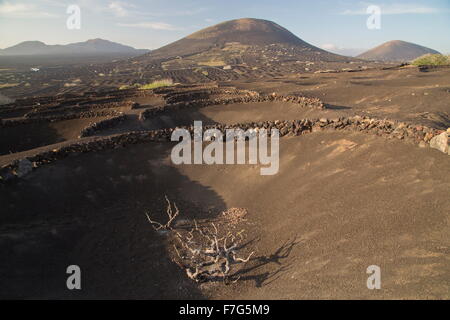 Die Weinberge von La Geria auf vulkanische Asche, mit halbkreisförmigen schützenden Mauern, Lanzarote. Stockfoto