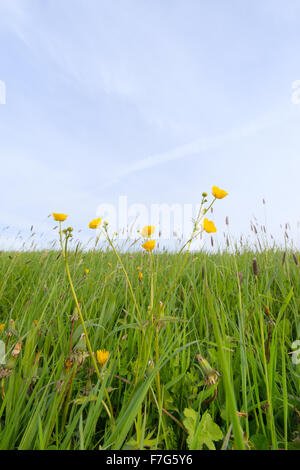 Butter-Tassen in Auenlandschaft Stockfoto