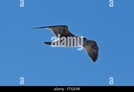 Juvenile Yellow-legged Möve, Larus Michahellis Atlantis, während des Fluges, Lanzarote. Stockfoto