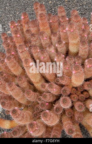 Gold Spitze Kaktus, Ladyfinger Kaktus, Mammillaria Elongata im Anbau Stockfoto