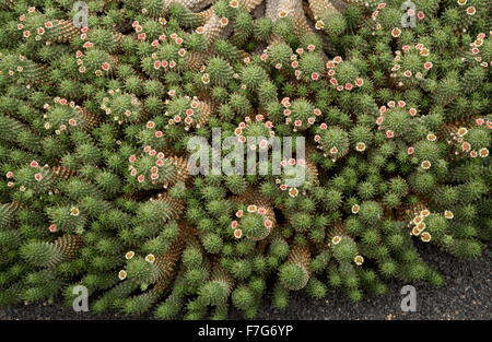 Medusenhaupt, Euphorbia Caput-Medusen aus Südafrika. Stockfoto