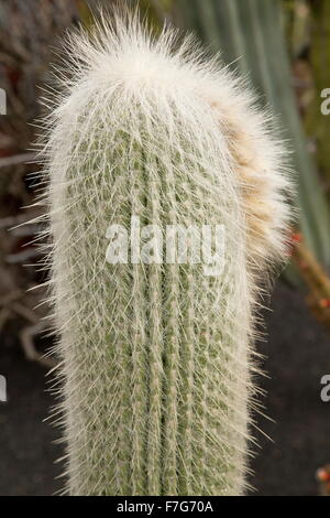 Alter Mann Kaktus, Cephalocereus Senilis, aus Mexiko Stockfoto