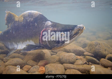 Männlicher Buckellachs (Oncorhynchus Gorbuscha), Bulkley River, Smithers, BC Stockfoto