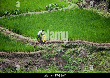 Ein Filipino Bauer in seinem Reisfeld arbeiten packt frisch geernteten Reis Triebe in meschotschek in Sagada, Luzon, Philippinen. Stockfoto
