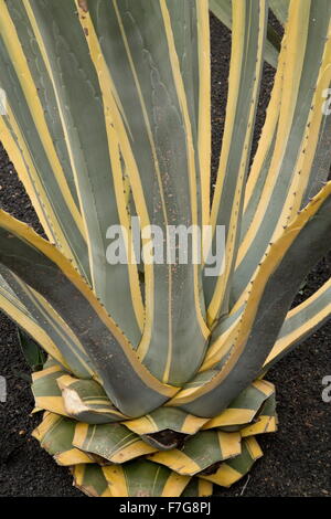 Eine bunte Agave, Agave Americana Forma 'Aurea Marginata', im Anbau. Stockfoto