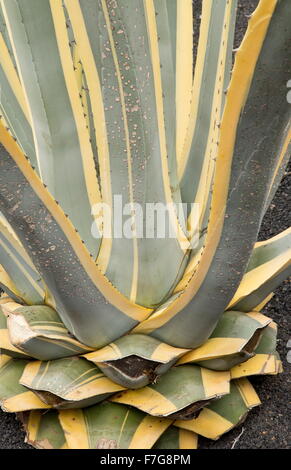 Eine bunte Agave, Agave Americana Forma 'Aurea Marginata', im Anbau. Stockfoto