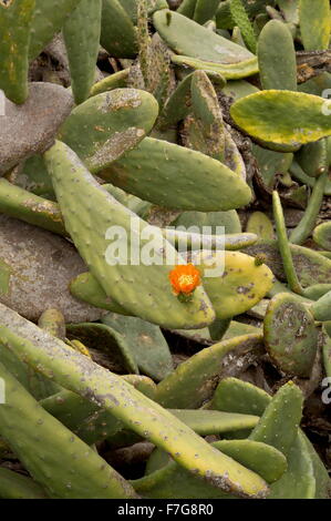 Feigenkaktus, Opuntia Ficus-Indica, Anbau, mit Blumen; Norden Lanzarote, in erster Linie für die Cochenille Produktion. Stockfoto