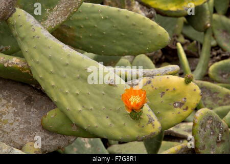 Feigenkaktus, Opuntia Ficus-Indica, Anbau, mit Blumen; Norden Lanzarote, in erster Linie für die Cochenille Produktion. Stockfoto