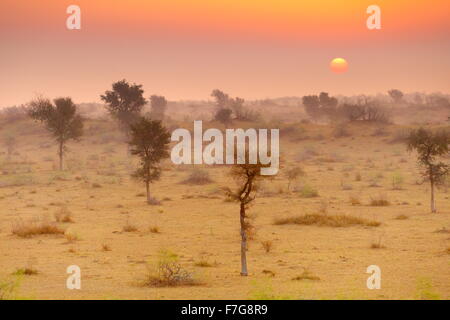 Sonnenaufgang in der Wüste Thar nahe Jaisalmer, Rajasthan, Indien Stockfoto
