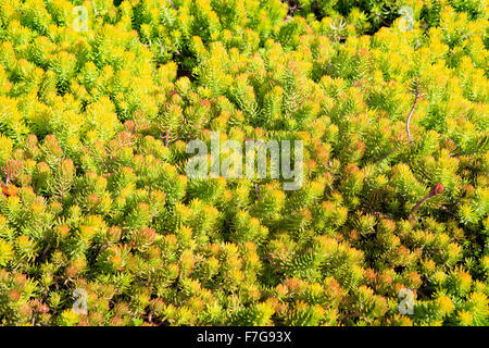 Nahaufnahme von Sedum Rupestre "Angelina", Mauerpfeffer. Stockfoto