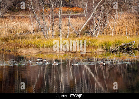 Migrieren von Kanadagans Branta Canadensis, eine wilde Wasservögel in nördlichen Nordamerika, innehalten und füttern und ruhen. Stockfoto