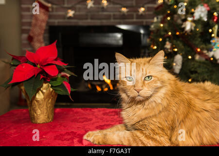 Weihnachtskatze Stockfoto