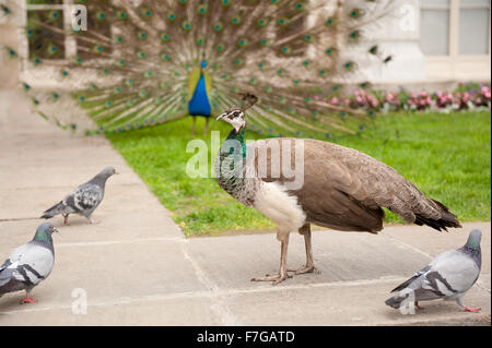 Peacock Vögel umwerben, herumlaufen weibliche beobachten männliche Display bunte Heck stehend auf Rasen Gesicht, den Hof zeigen, Tauben... Stockfoto