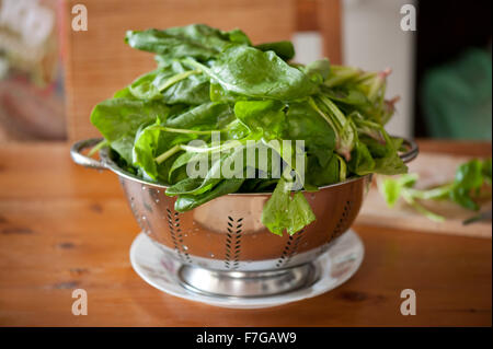 Sieb Spinat voller Blätter, perforiert Edelstahl Sieb voller frische Nass warten grüne Spinacia Gemüse... Stockfoto