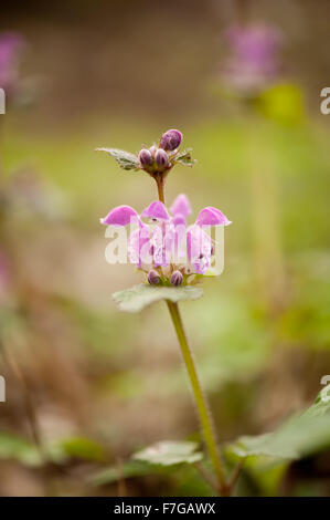 Lamium Maculatum rosa Blüten Makro, mehrjährige Pflanze Closeup in der Familie Lamiaceae, genannt gefleckte Taubnessel gesichtet... Stockfoto