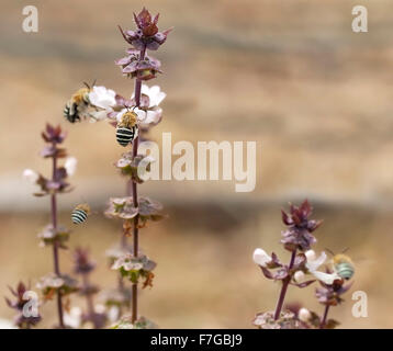 Natur Leben australische blau gebändert Bienen Amegilla sammeln Nektar aus den Blüten von Zimt Basilikum Spike im Bio-Garten Stockfoto