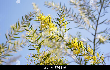 Australische Flechtwerk Hintergrund, Winter und Frühling gelbe Wildblumen, Akazie Fimbriata, allgemein bekannt als die Fransen Flechtwerk Stockfoto