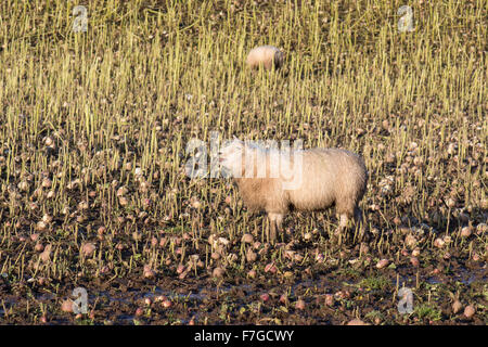 Schaf stehend im Schlamm im Bereich Mischfutter bei Nässe - Spätherbst in Schottland, Großbritannien Stockfoto