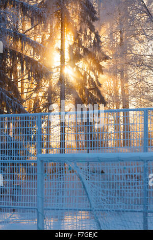 Sonnenstrahlen durch frostige Bäume Stockfoto