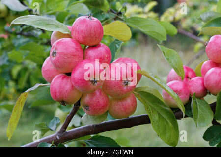 Reifende bunte Äpfel am Zweig. Stockfoto