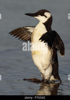 Ein Common Murre erstreckt sich seine Flügel. Stockfoto