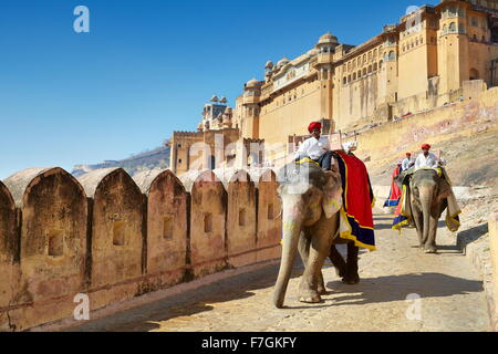 Jaipur - Elefant (Elephas Maximus) Rückkehr von Jaipur Amber Fort, Rajasthan, Indien Stockfoto