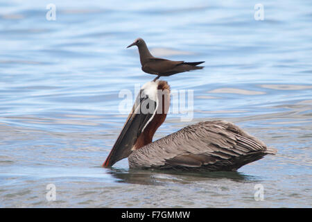 Eine braune Noddy Ops für den einfachen Weg zu Fischen Stockfoto