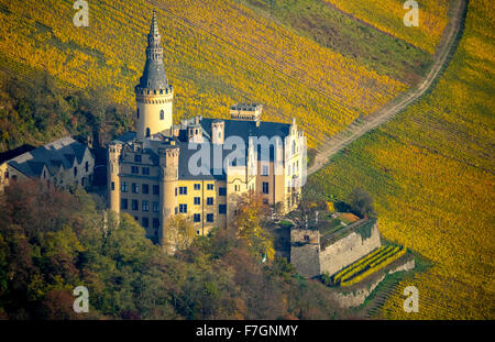 Weinberge im Herbst, Weinblätter, Ernte spät Arenfels Castle, im Besitz von Baron Antonius Geyr von Schweppenburg, Bad Breisig, Stockfoto