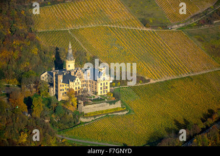 Weinberge im Herbst, Weinblätter, Ernte spät Arenfels Castle, im Besitz von Baron Antonius Geyr von Schweppenburg, Bad Breisig, Stockfoto