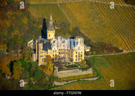 Weinberge im Herbst, Weinblätter, Ernte spät Arenfels Castle, im Besitz von Baron Antonius Geyr von Schweppenburg, Bad Breisig, Stockfoto