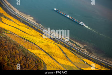 Linkes Ufer des Rhein Rheintal mit Weinbergen und Herbstlaub, Steillagen, Spaziergänge in den Weinbergen, Boppard, Stockfoto