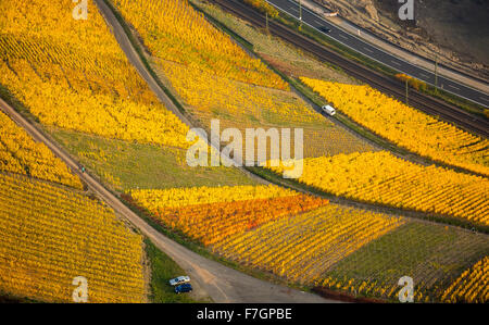 Linkes Ufer des Rhein Rheintal mit Weinbergen und Herbstlaub, Steillagen, Spaziergänge in den Weinbergen, Boppard, Stockfoto