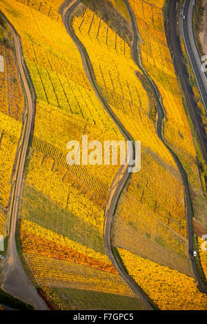 Linkes Ufer des Rhein Rheintal mit Weinbergen und Herbstlaub, Steillagen, Spaziergänge in den Weinbergen, Boppard, Stockfoto