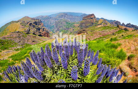 Blumen auf den Pico do Arieiro (1816m), die Insel Madeira, Portugal Stockfoto